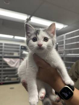 Isadora -  Domestic Short Hair Cat for Adoption in Alexandria, Virginia - Isadora | PetCurious