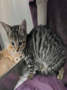BOOP -  Domestic Short Hair Cat for Adoption in Derwood, Maryland - BOOP | PetCurious