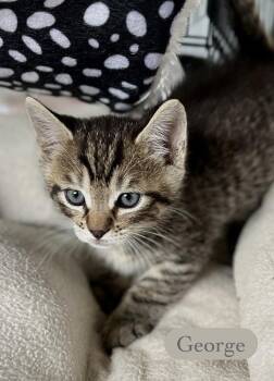 Domestic Short Hair Cats Available for Adoption in Chalfont, Pennsylvania - George | PetCurious