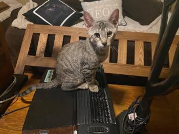 Kensington 3905 -  Domestic Short Hair Cat for Adoption in Dallas, Texas - Kensington 3905 | PetCurious
