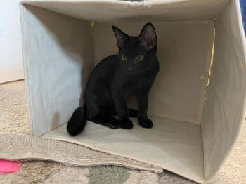Rescue Domestic Short Hair Cats for Adoption in Nashville, Tennessee - Cody | PetCurious