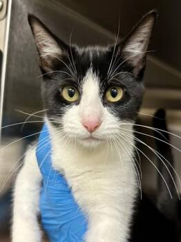 Venus -  Domestic Short Hair Cat for Adoption in Wichita, Kansas - Venus | PetCurious