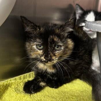 Opal -  Domestic Short Hair Cat Available for Adoption in Warrensburg, Missouri - Opal | PetCurious