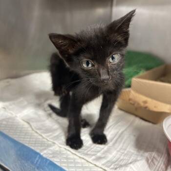 Cleo -  Domestic Short Hair Cat for Adoption in Newark, New Jersey - Cleo | PetCurious