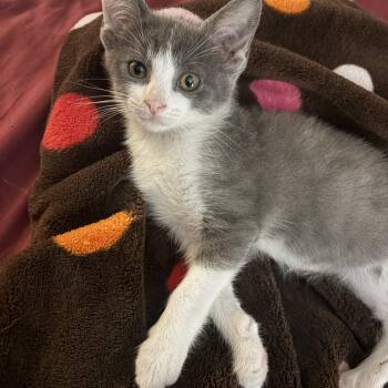 Egg -  Domestic Short Hair Cat for Adoption in Yorktown, Indiana - Egg | PetCurious