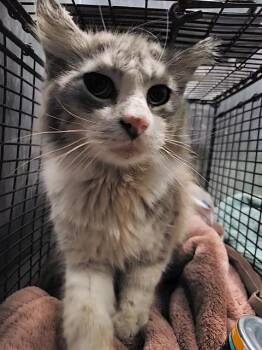 Domestic Long Hair Cats Available for Adoption - MIRANDA | PetCurious