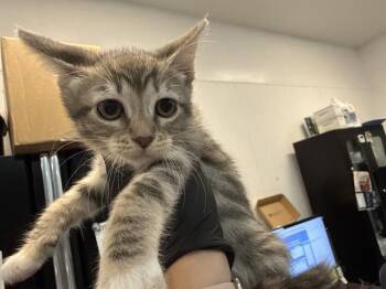 A1925094 -  Domestic Short Hair Cat for Adoption in Thousand Palms, California - A1925094 | PetCurious