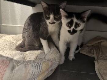 Domestic Medium Hair and Tabby Cats Available for Adoption - Mrs. Pac-man | PetCurious