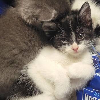 Mable (Sissy_kit4) -  Domestic Short Hair Cat for Adoption in Edwardsville, Illinois - Mable (Sissy_kit4) | PetCurious