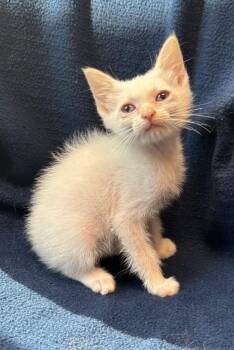 Banshee -  Domestic Short Hair Cat for Adoption in Little Rock, Arkansas - Banshee | PetCurious