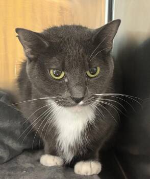 Luna -  Domestic Short Hair Cat for Adoption in Golden, Colorado - Luna | PetCurious