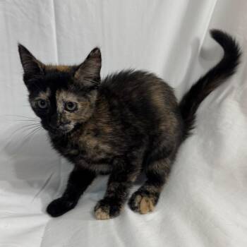 Domestic Short Hair Cats Available for Adoption in Sunnyvale, California - Juliette | PetCurious