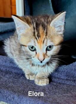 Elora -  Torbie and Domestic Short Hair Cat for Adoption in Campbell, California - Elora | PetCurious