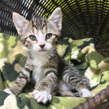 Tillie-2278 -  Domestic Short Hair Cat for Adoption in Tyler, Texas - Tillie-2278 | PetCurious