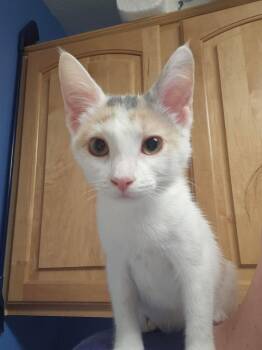 Calico and Domestic Short Hair Cats Available for Adoption in Phoenix, Arizona - Clara | PetCurious