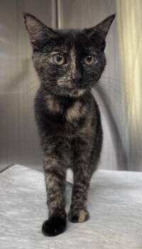 Domestic Short Hair Cats Available for Adoption - Ricotta | PetCurious