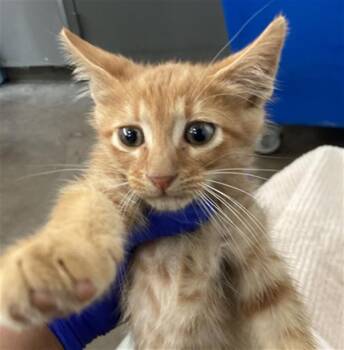 SOL -  Domestic Short Hair Cat for Adoption in Dallas, Texas - SOL | PetCurious