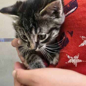 Domestic Short Hair Cats Available for Adoption in Klamath Falls, Oregon - Echo | PetCurious