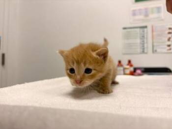 Potato -  Domestic Medium Hair Cat for Adoption in Kansas City, Missouri - Potato | PetCurious