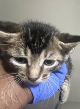 Domestic Short Hair Cats Available for Adoption in Doral, Florida - ALBERT | PetCurious