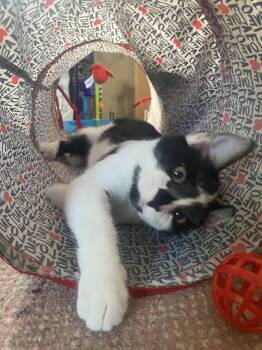 Domestic Short Hair Cats Available for Adoption in Greenville, Delaware - Tory, Willow Grove PS, (FCID 04/22/2026-132) | PetCurious