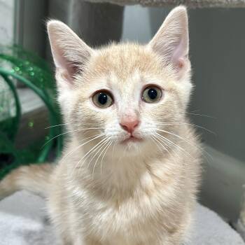 Timpani -  Domestic Short Hair Cat for Adoption in Pontiac, Michigan - Timpani | PetCurious