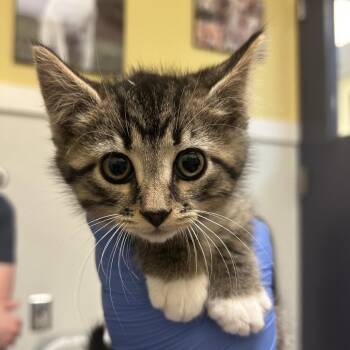 Quack -  Domestic Short Hair Cat for Adoption in Charlottesville, Virginia - Quack | PetCurious