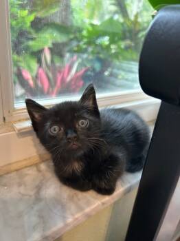 Rescue Domestic Short Hair Cats for Adoption in Town 