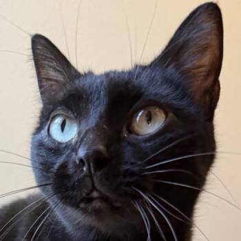 Penny Lane -  Domestic Short Hair Cat for Adoption in Pleasanton, California - Penny Lane | PetCurious