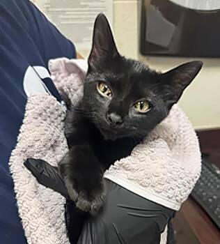 Dino Nugget -  Domestic Short Hair Cat for Adoption in Nashville, Tennessee - Dino Nugget | PetCurious