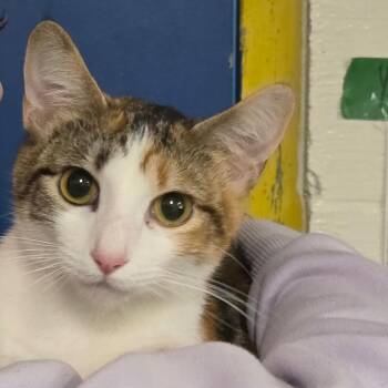 Domestic Short Hair Cats Available for Adoption - Char Char | PetCurious