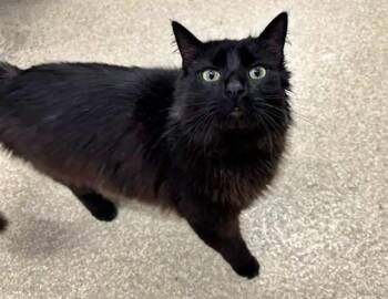 GEWT -  Domestic Short Hair Cat for Adoption in Brentwood, Missouri - GEWT | PetCurious