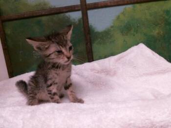 A2084094 -  Domestic Short Hair Cat for Adoption in Houston, Texas - A2084094 | PetCurious