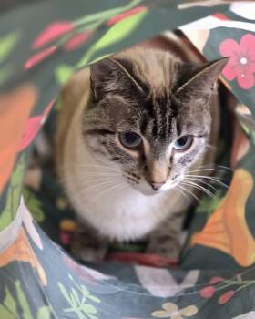 Libby -  Domestic Short Hair Cat for Adoption in Oakville, Washington - Libby | PetCurious