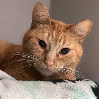 Parking Lot Nader -  Domestic Short Hair Cat for Adoption in Davenport, Iowa - Parking Lot Nader | PetCurious