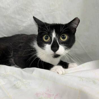 Rescue Domestic Short Hair Cats for Adoption in Lyndhurst, Virginia - Rylan | PetCurious