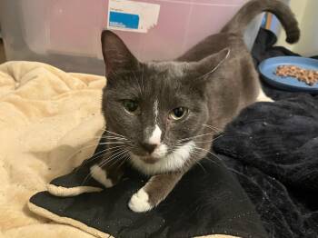 Poppy -  Domestic Short Hair Cat for Adoption in Crockett, California - Poppy | PetCurious