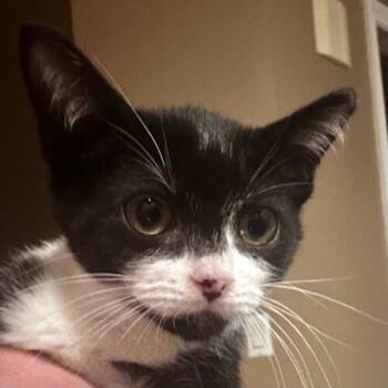 Rescue Domestic Short Hair Cats for Adoption in Fishers, Indiana - Fettucine | PetCurious