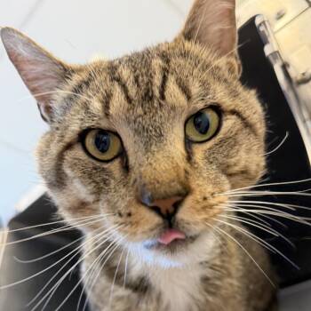 Bug Spray -  Domestic Short Hair Cat Available for Adoption in Gloucester, Virginia - Bug Spray | PetCurious