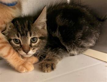 MUFFIN -  Domestic Short Hair Cat for Adoption in Rancho Cucamonga, California - MUFFIN | PetCurious