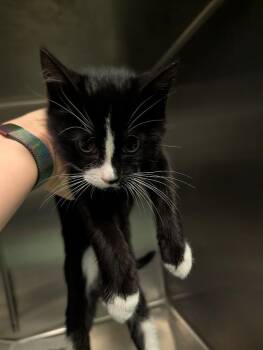 Bugsy -  Domestic Short Hair Cat for Adoption in Buffalo, New York - Bugsy | PetCurious
