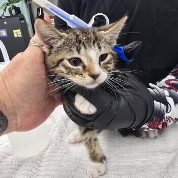 Remi -  Domestic Short Hair Cat for Adoption in Sunrise, Florida - Remi | PetCurious