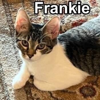 Rescue Domestic Short Hair and Tabby Cats for Adoption in Lenexa, Kansas - Frankie | PetCurious