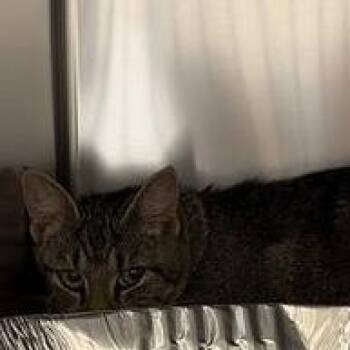 Marge -  Domestic Short Hair Cat for Adoption in Asheville, North Carolina - Marge | PetCurious