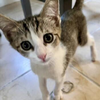 Beach Ball Betty 56096 -  Domestic Short Hair Cat for Adoption in Eaton Rapids, Michigan - Beach Ball Betty 56096 | PetCurious