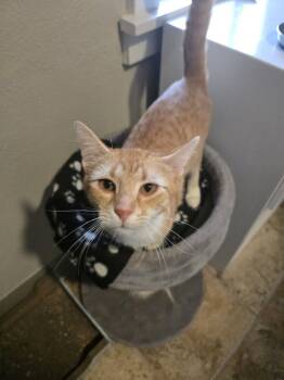 Rescue Domestic Short Hair Cats for Adoption in Vancouver, Washington - Furrari | PetCurious