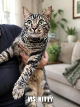 Miss Kitty -  Domestic Short Hair Cat for Adoption in Lucas, Texas - Miss Kitty | PetCurious