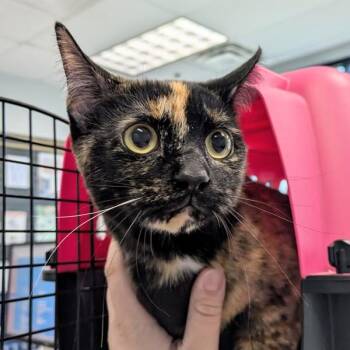 Domestic Short Hair Cats Available for Adoption in Des Moines, Iowa - Mogwai | PetCurious