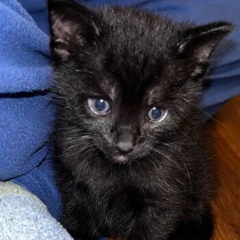 Domestic Short Hair Cats Available for Adoption in Boerne, Texas - Hole In The Wall | PetCurious
