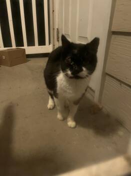 Ba -  Domestic Short Hair Cat for Adoption in Kannapolis, North Carolina - Ba | PetCurious